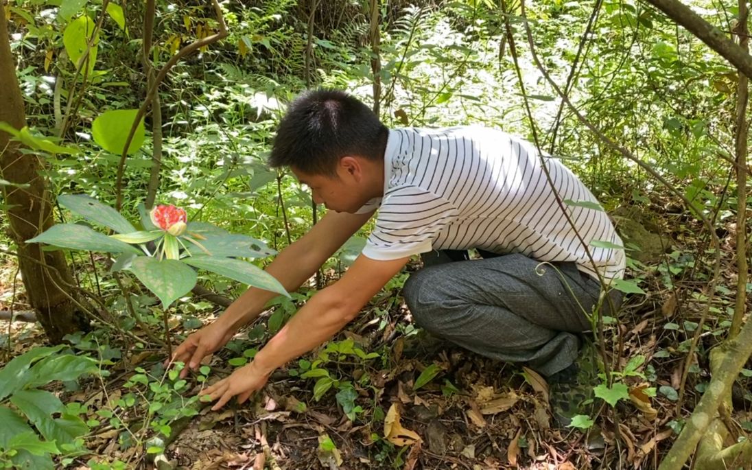 小伙进山找灵芝,在树下发现了啥?听说能卖800元一斤,运气真好哔哩哔哩bilibili