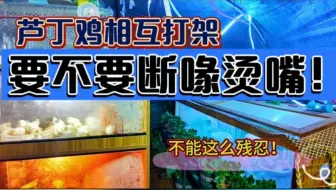 芦丁鸡打架斗殴就要断喙烫嘴吗？完全没必要，养宠物不能这么残忍