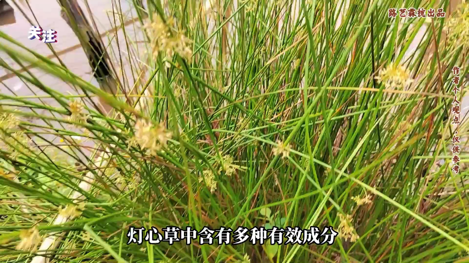 灯心草 清心利尿的草本良药