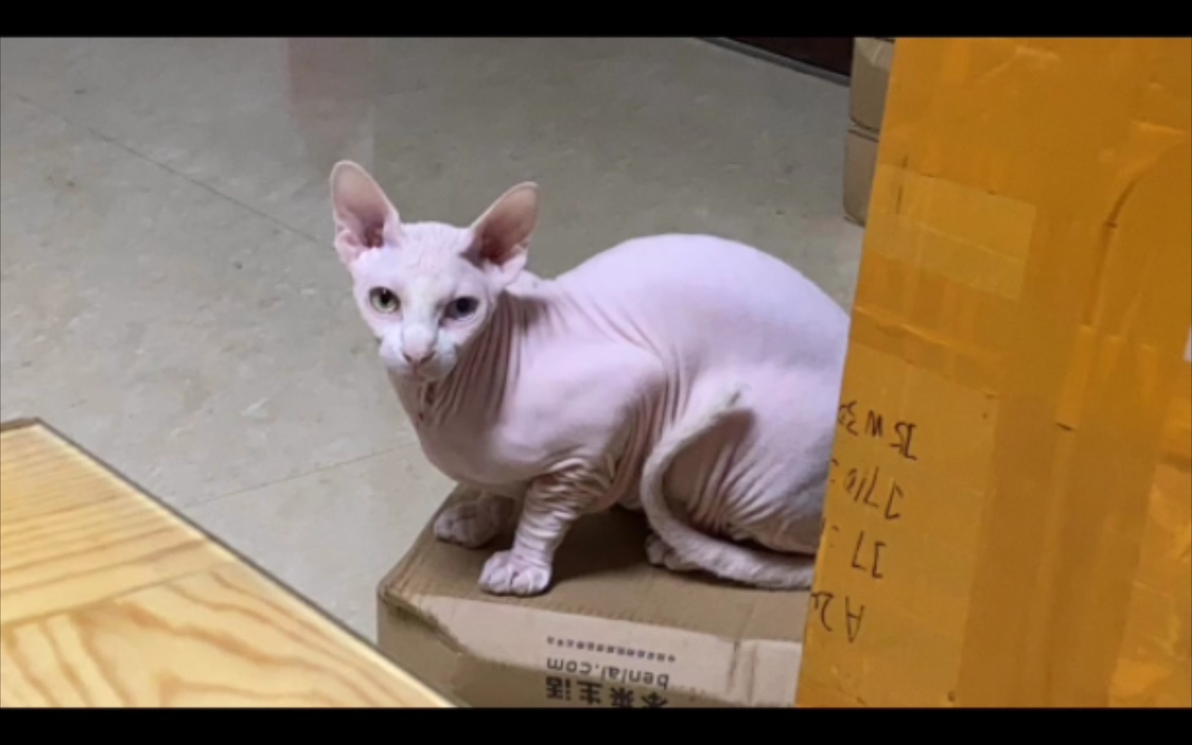 朋友家的比鲁斯