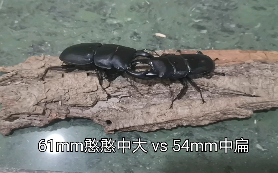 锹甲61mm中国大锹vs54mm中国扁锹