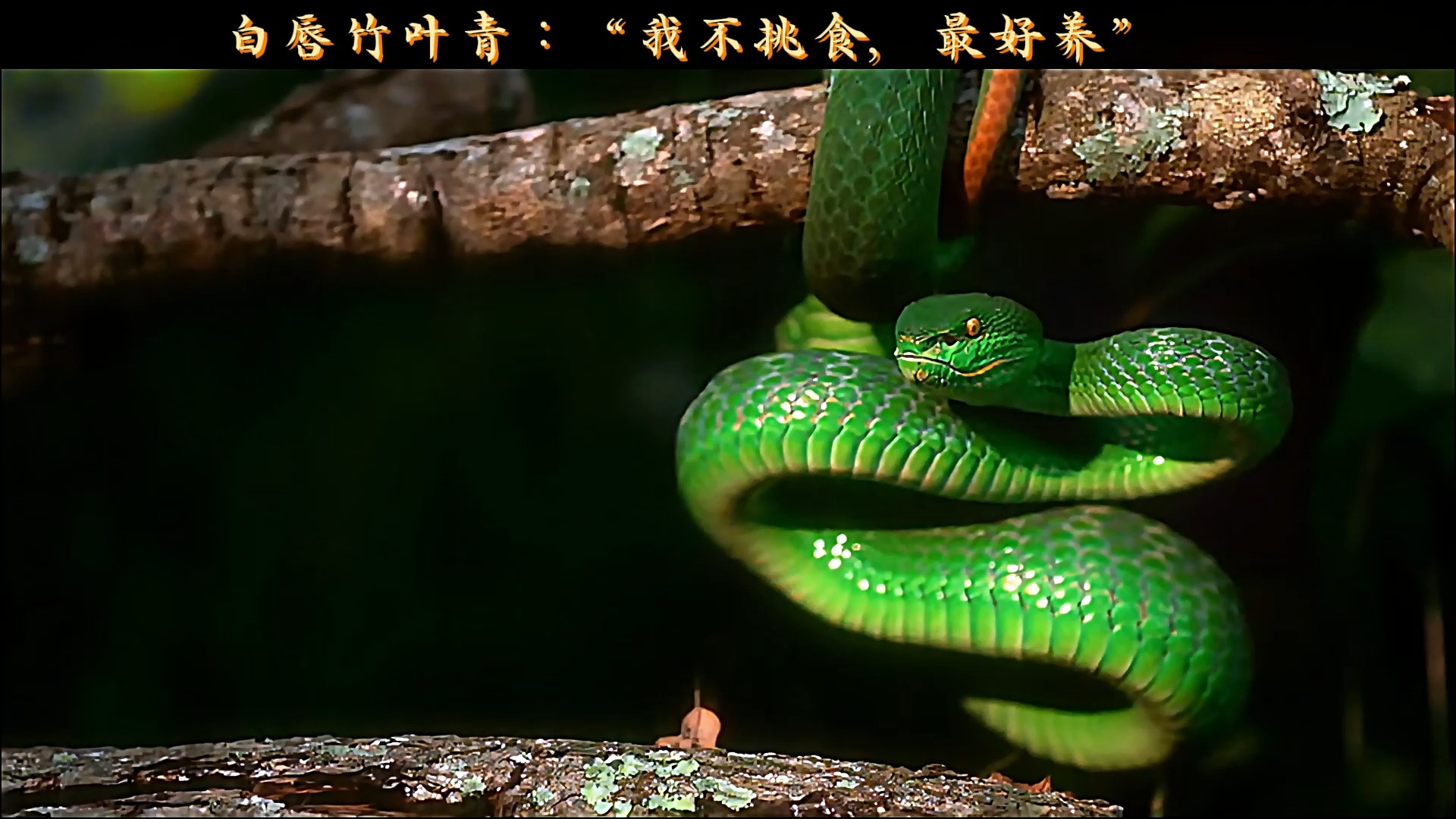 白唇竹叶青:"我不挑食,最好养"