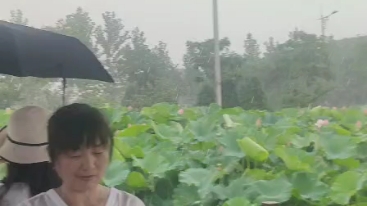 [图]雨中殇荷