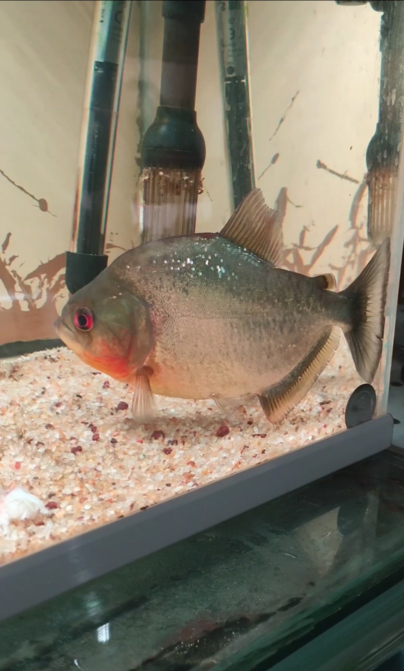 狗头死了,武士出了,换个便宜的秘鲁钻黑玩玩吧