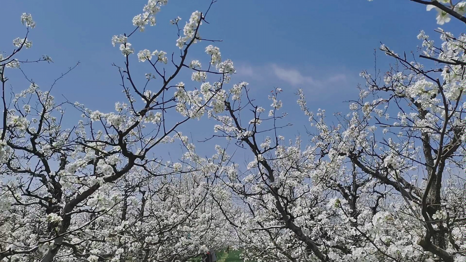 [图]千树万树梨花开～这是我的家乡，万亩梨花又开放