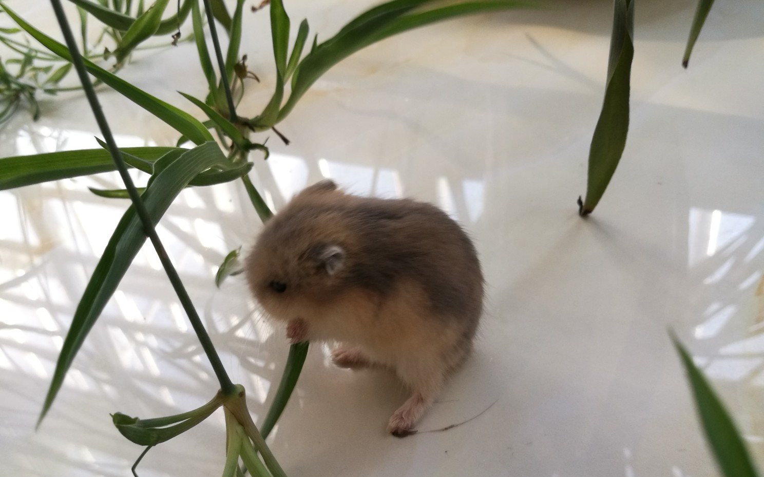 一只躺着啃肉块的懒鼠子