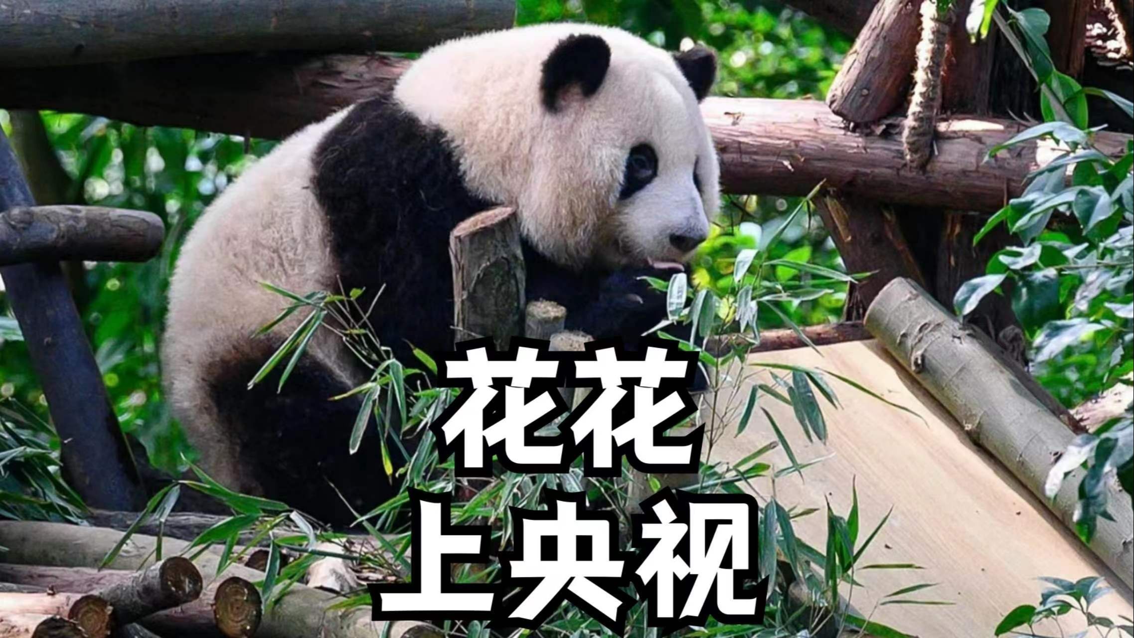 壁纸 大熊猫 动物 2275_1280