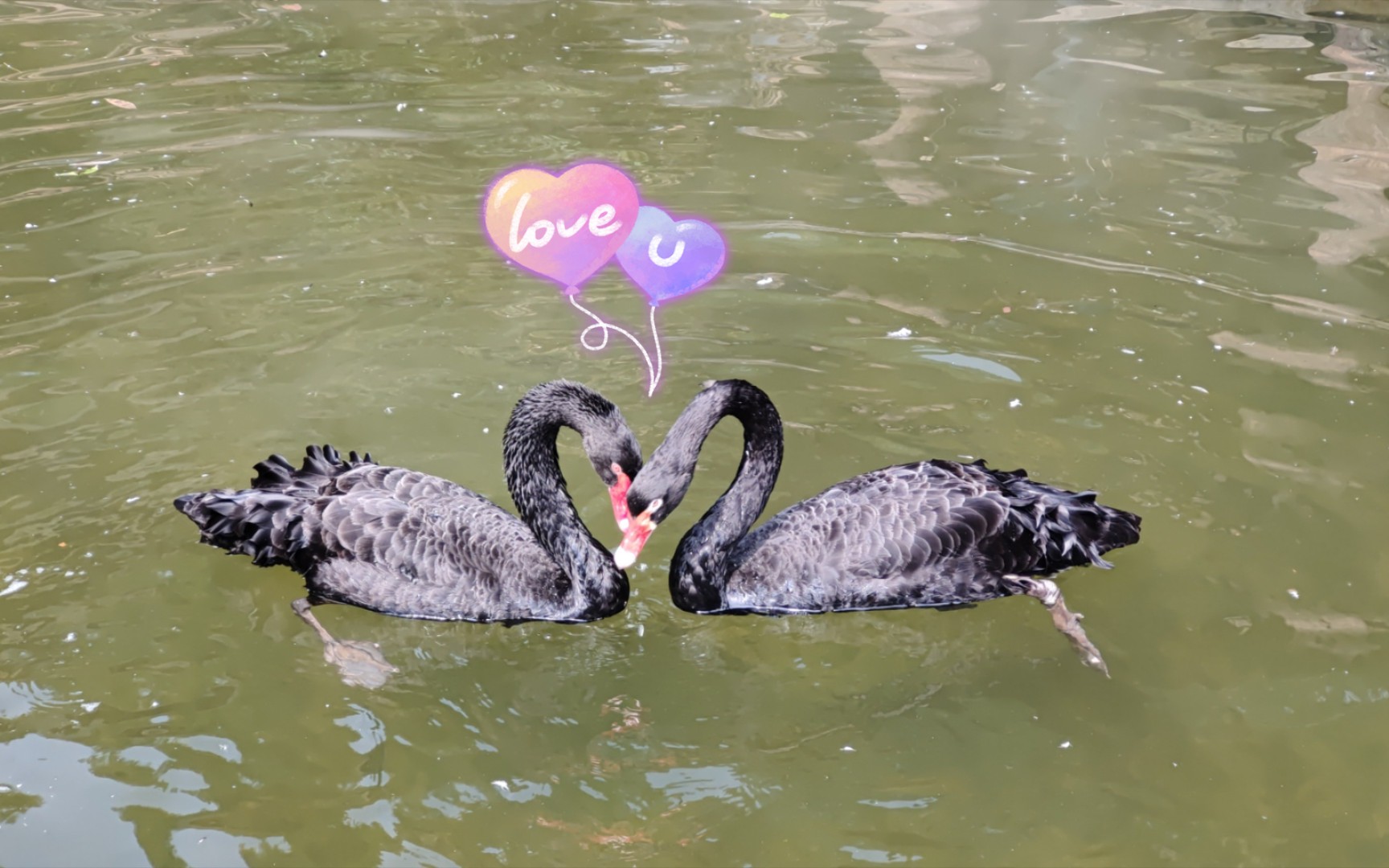 黑天鹅它们比了几个爱心78