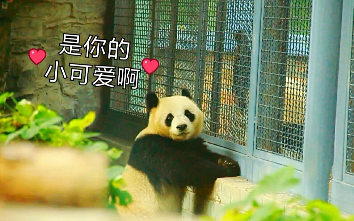 [图]20171021 端午一枝花 点点 兰花姐弟隔着竹栅栏对视~