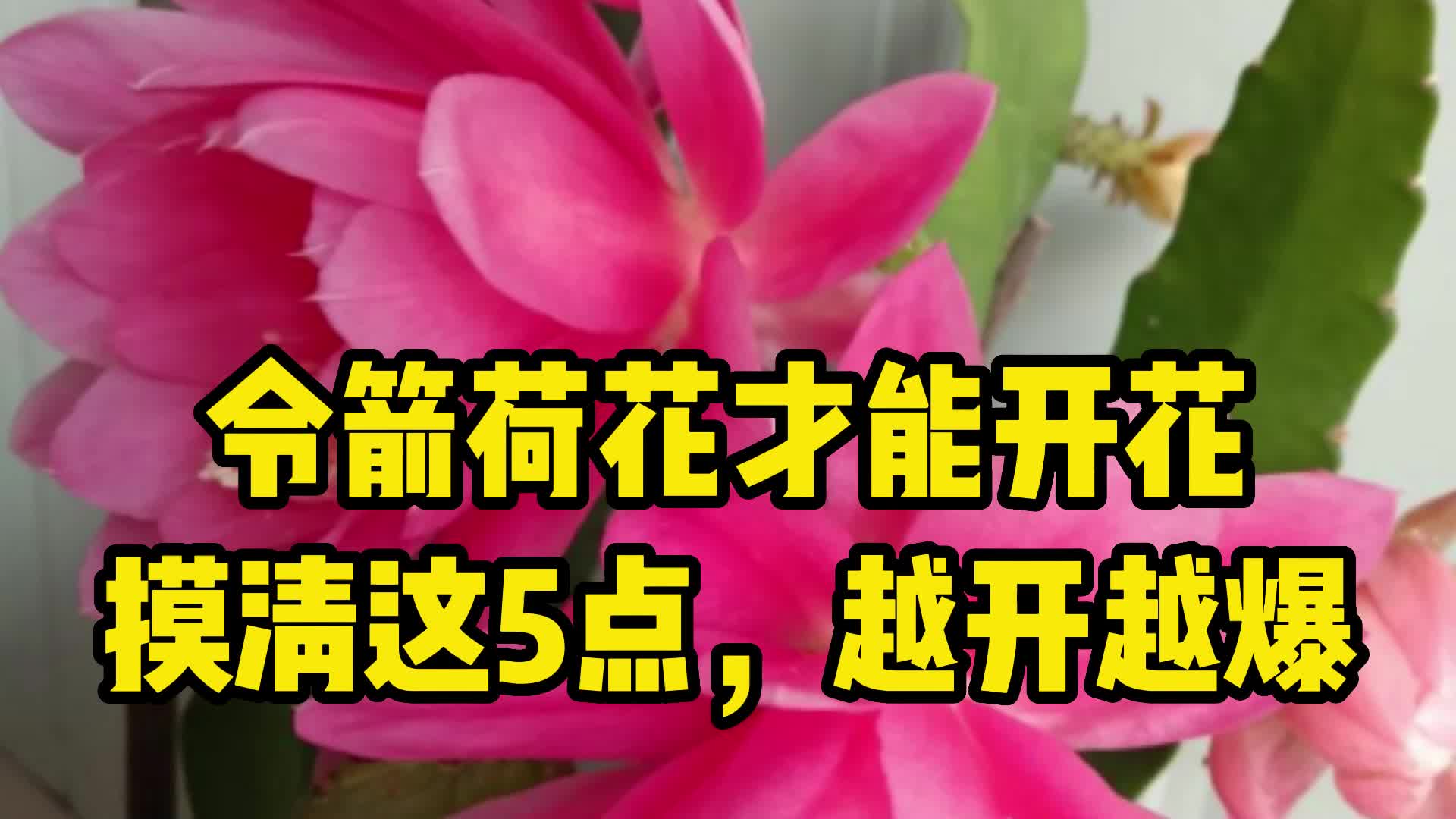 令箭荷花的养殖方法和注意事项,教你令箭荷花怎么养才开花的攻略哔哩哔哩bilibili