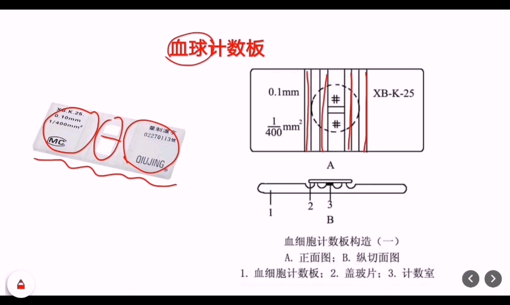 高中生物必修三—血细胞计数板记数法—酵母菌种群密度计算哔哩哔哩bilibili