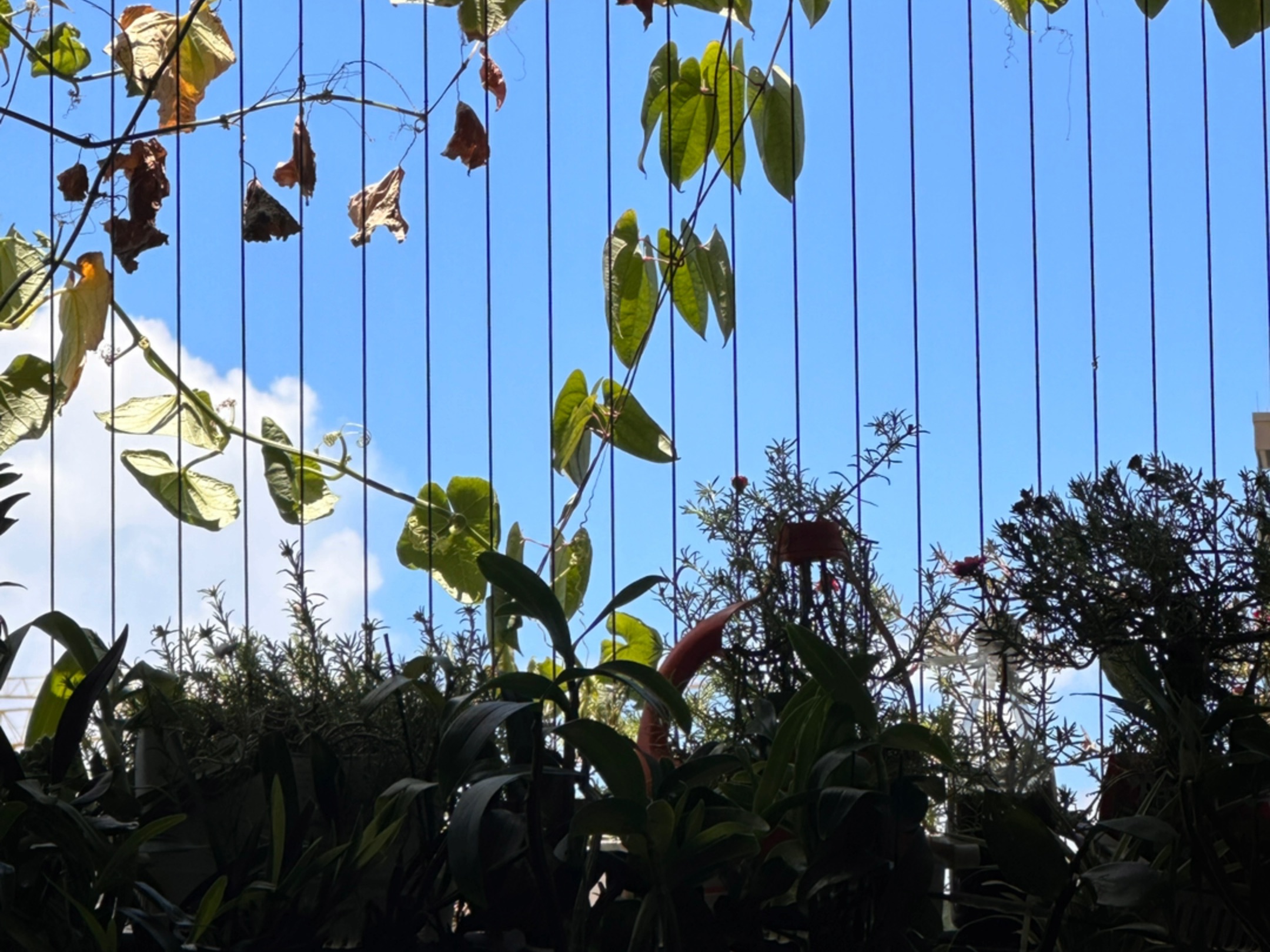 绿叶映蓝天!何方美景?