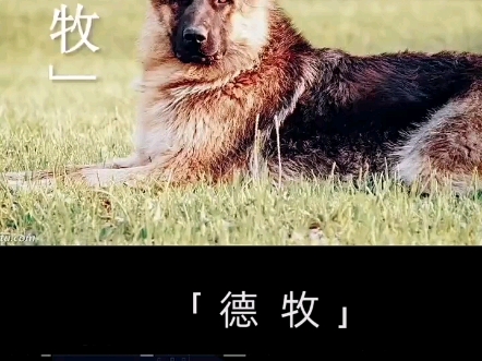 动物启示录德牧