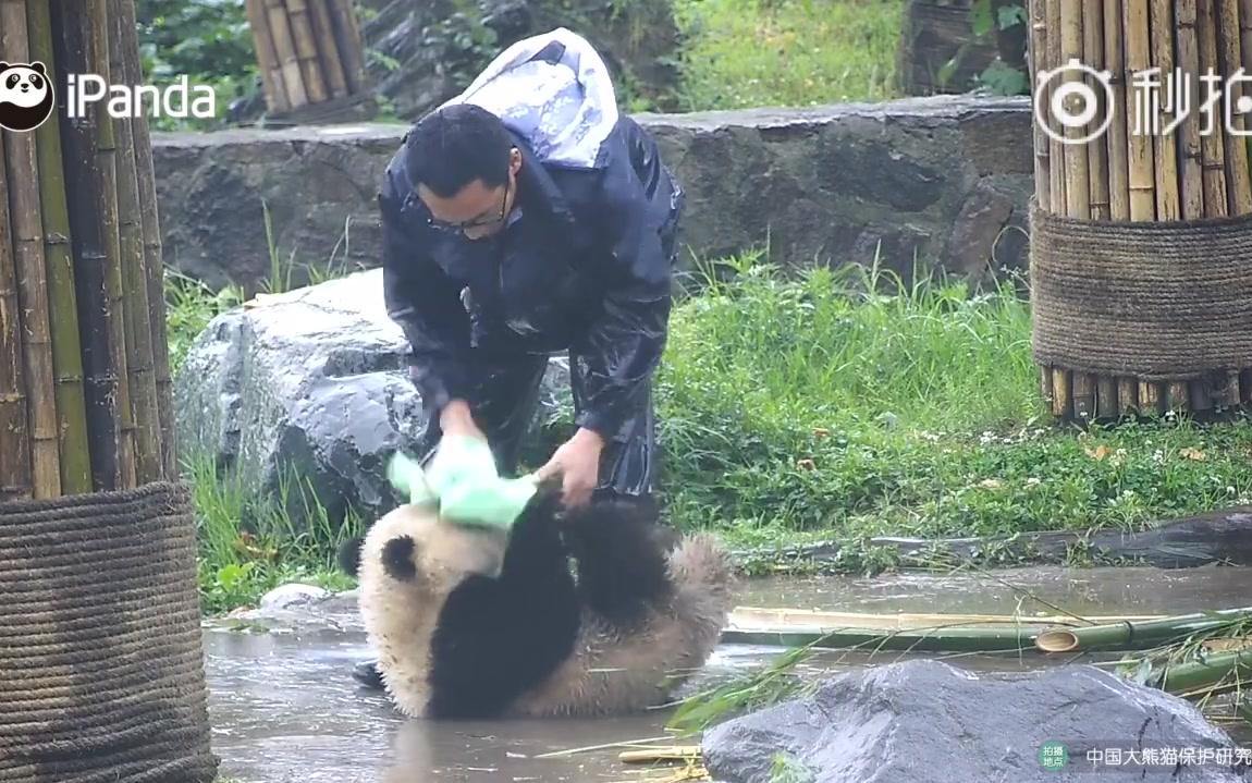 过气网红熊猫蔓越莓黑料 撒泼打滚不肯喝牛奶 熊小脾气大 要是我早被打了哔哩哔哩bilibili