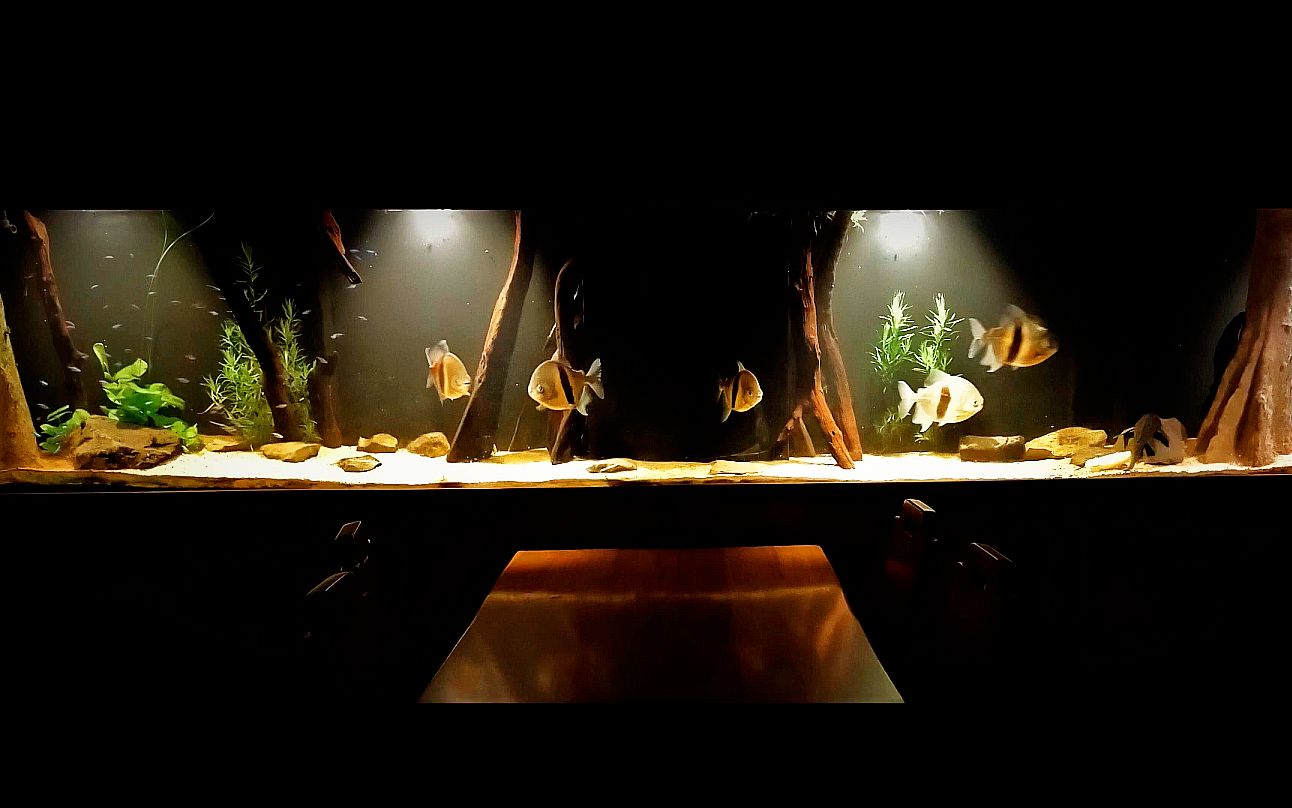 4米定制南美缸,沉木原生造景,将亚马逊河搬回家