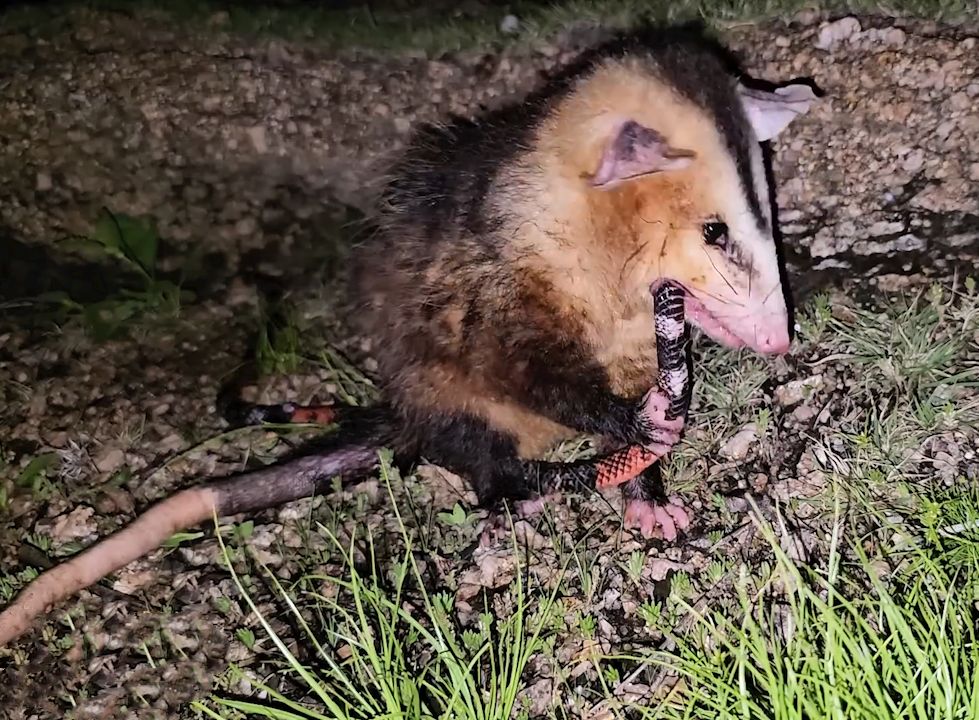 负鼠:这辣条真特么好吃,蛇:哥呀,我还没死呢