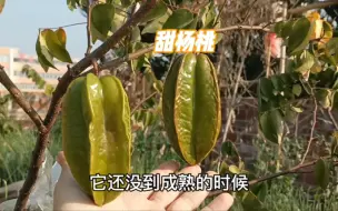 Download Video: 楼顶天台盆栽有机种植甜杨桃 小树大果