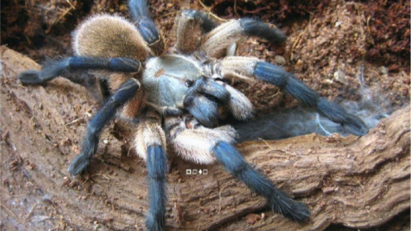 开箱 梦幻蓝巴布 曾经的高级品种_哔哩哔哩 (゜-゜)つロ 干杯