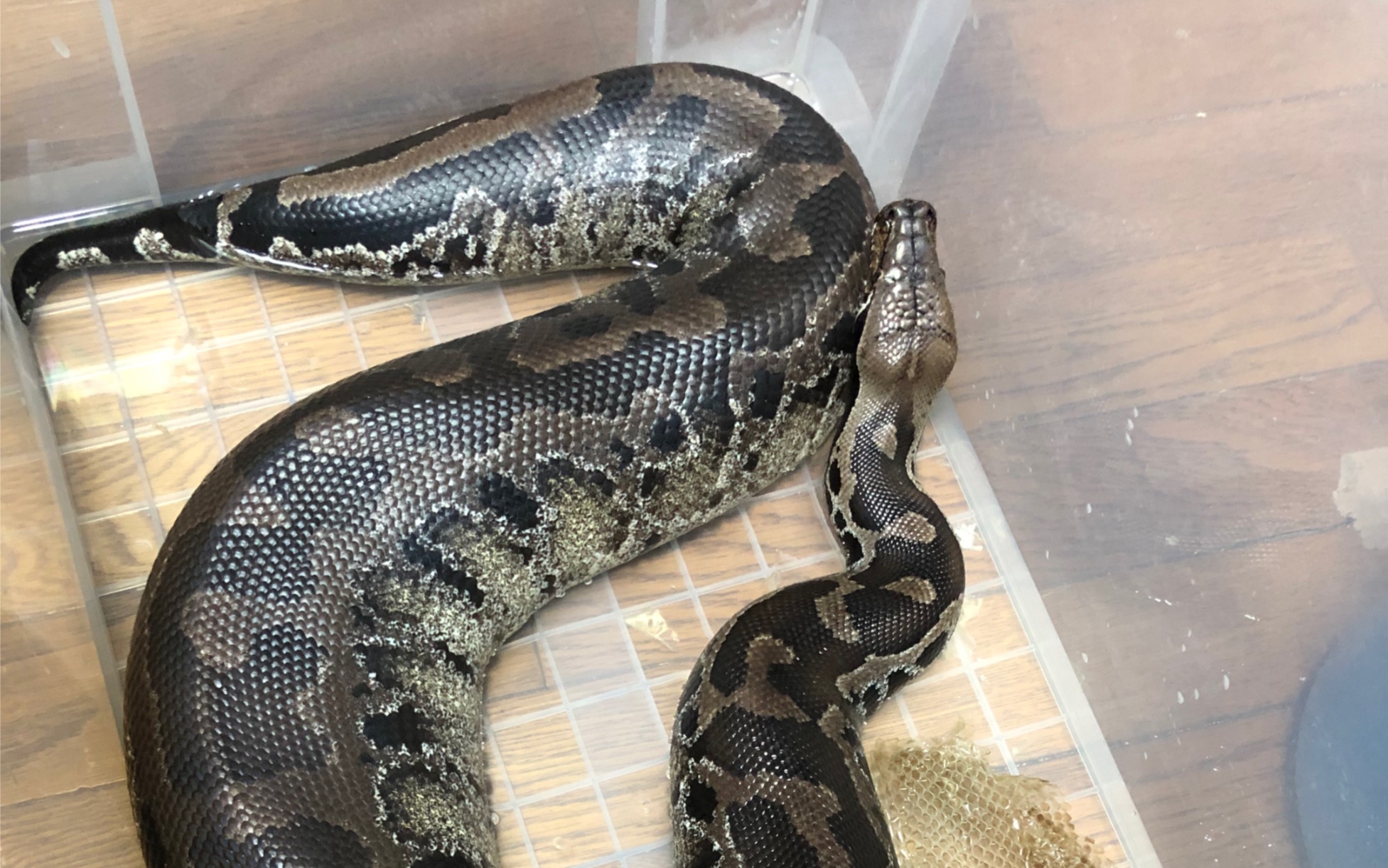 苏门答腊黑血蟒(短尾蟒)又一次脱皮_哔哩哔哩_bilibili