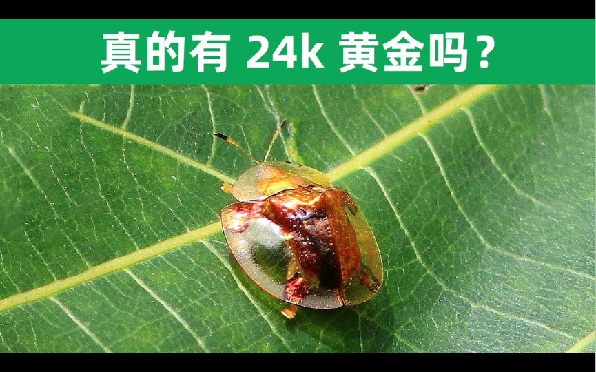活动作品传说中自带24k纯金的黄金龟甲虫真的有黄金吗