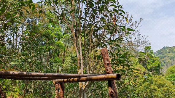 曼松王子山茶园