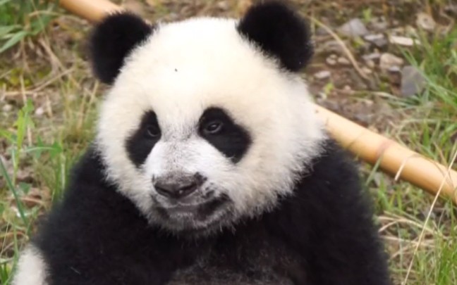 大熊猫秦华奶凶奶凶的小口罩