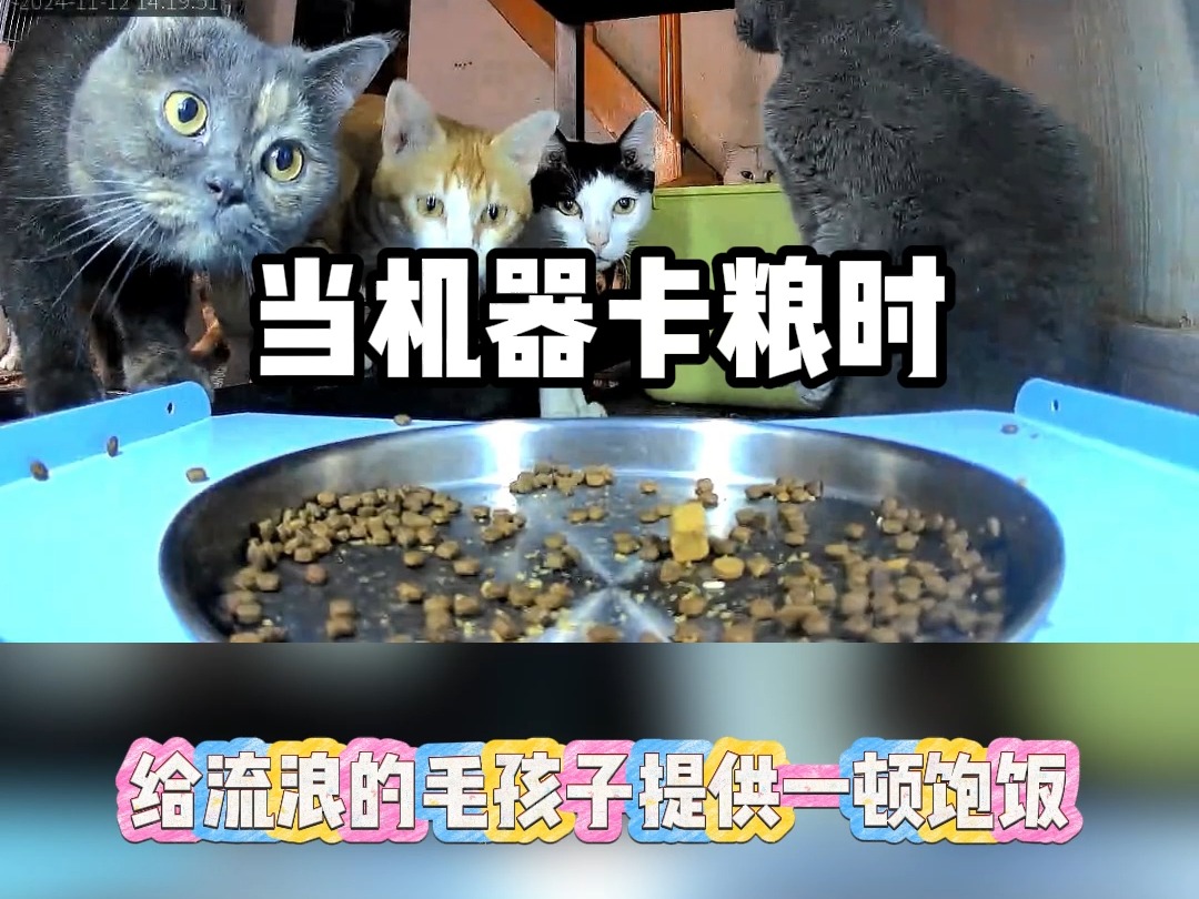 途猫科技哔哩哔哩bilibili