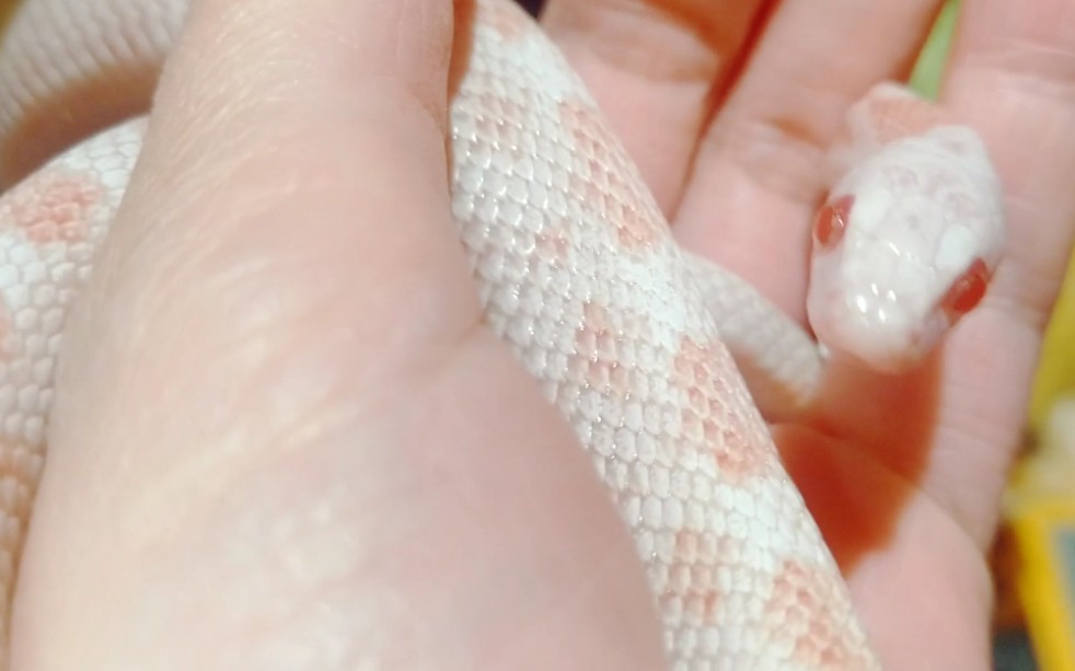 薄荷玉米蛇绯红棉花糖哥哥