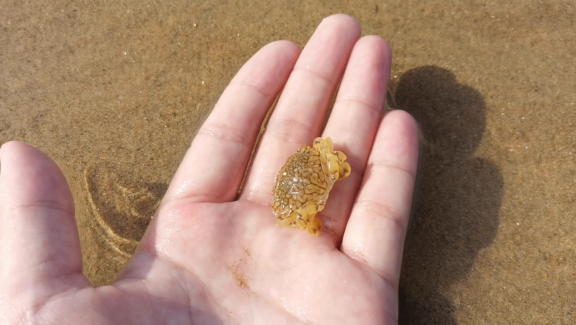 92刚蜕壳的花旦蟹脾气很好