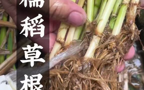 农村常见的糯稻草根,农村部分人喜欢挖它煮茶哔哩哔哩bilibili