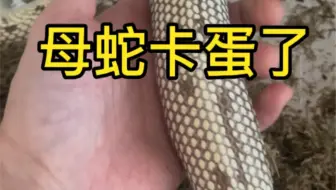 希望大家的蛇蛇都不要卡蛋
