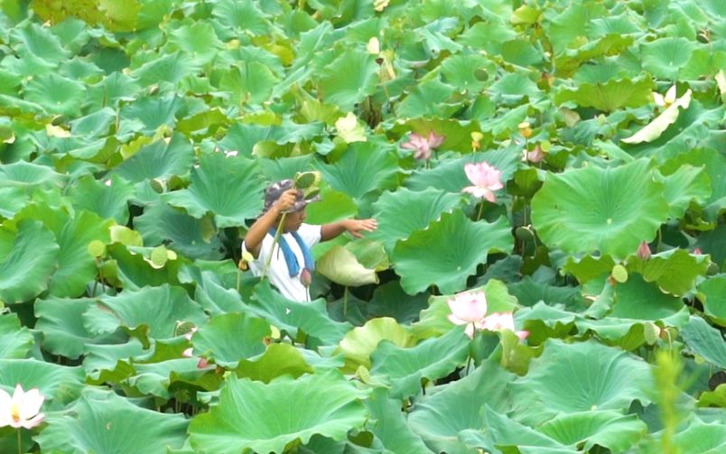 [图]夏末秋初，眼见为食