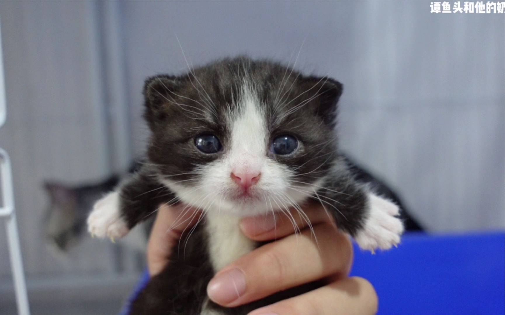 大眼萌仔!_哔哩哔哩_bilibili