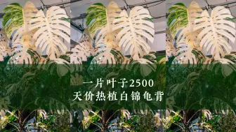 下载视频: 一片叶子2500，天价热植白锦龟背