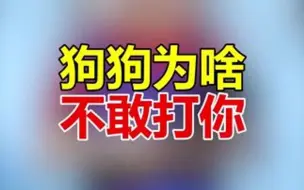 Download Video: 你知道你家狗子为啥不敢打你吗？