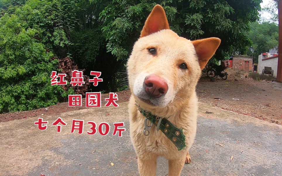 第一次见黄色红鼻子的田园犬,7个月就有30斤,是个贪吃的大胖子