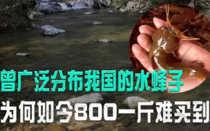 Télécharger la video: 这种鱼俗称“水蜂子”，曾经农村随处可见，如今800一斤都买不到