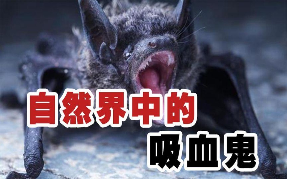 吸血巨型蝙蝠王恐怖图片