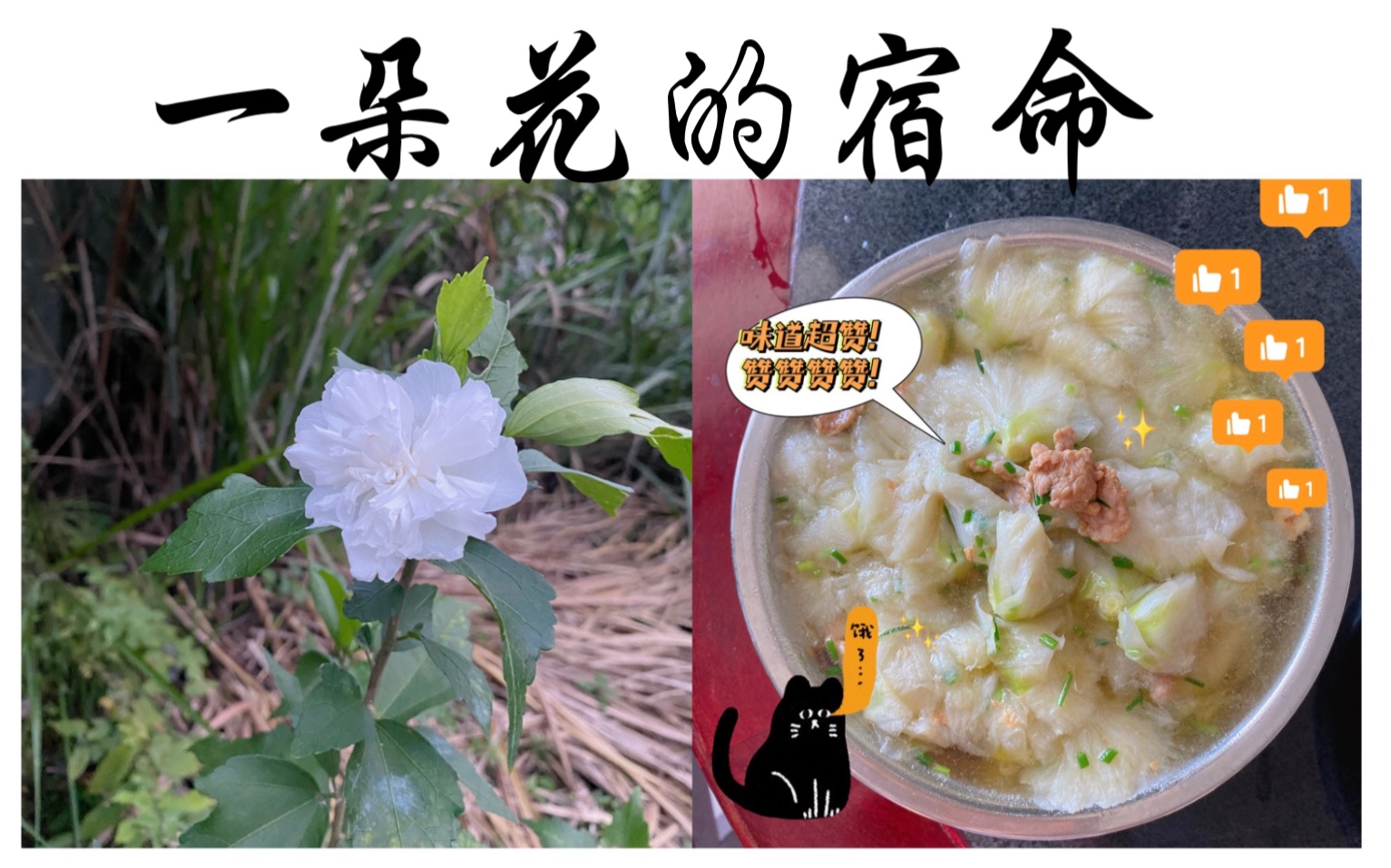 吃木槿花肉片汤吗新鲜刚摘的木槿花