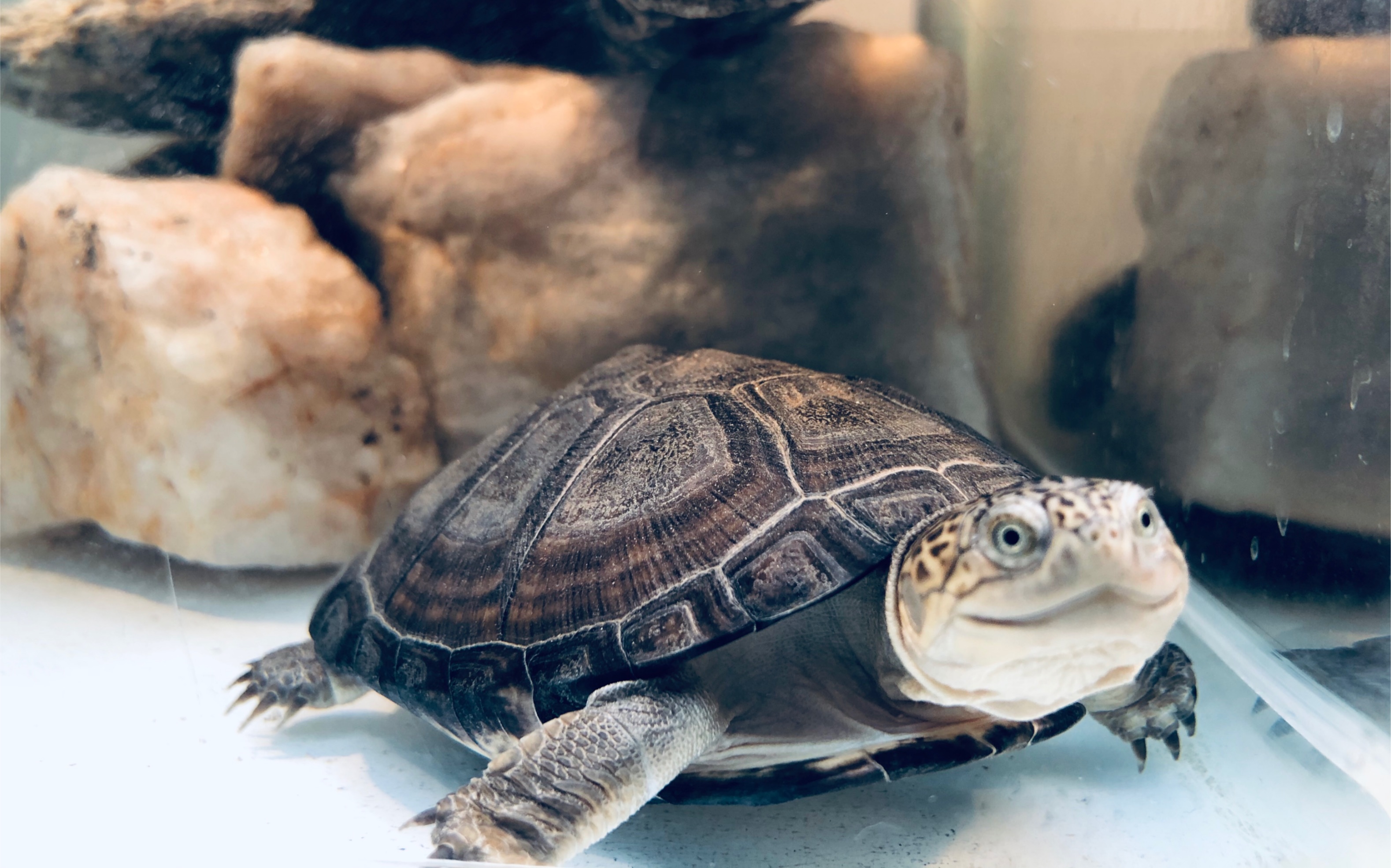 今天是异常凶猛的西非猪