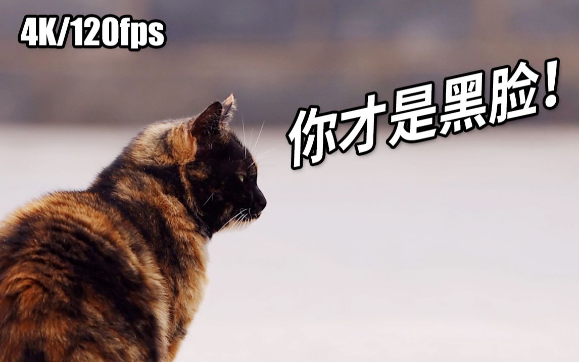 【观复猫】韩昏晓:你以为我是黑脸?草率了丨4k/120p