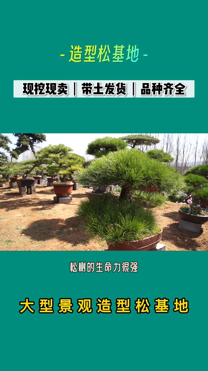 如诗如画 #斜杆造型松 #江苏斜杆造型松 #江苏斜杆造型松黑松