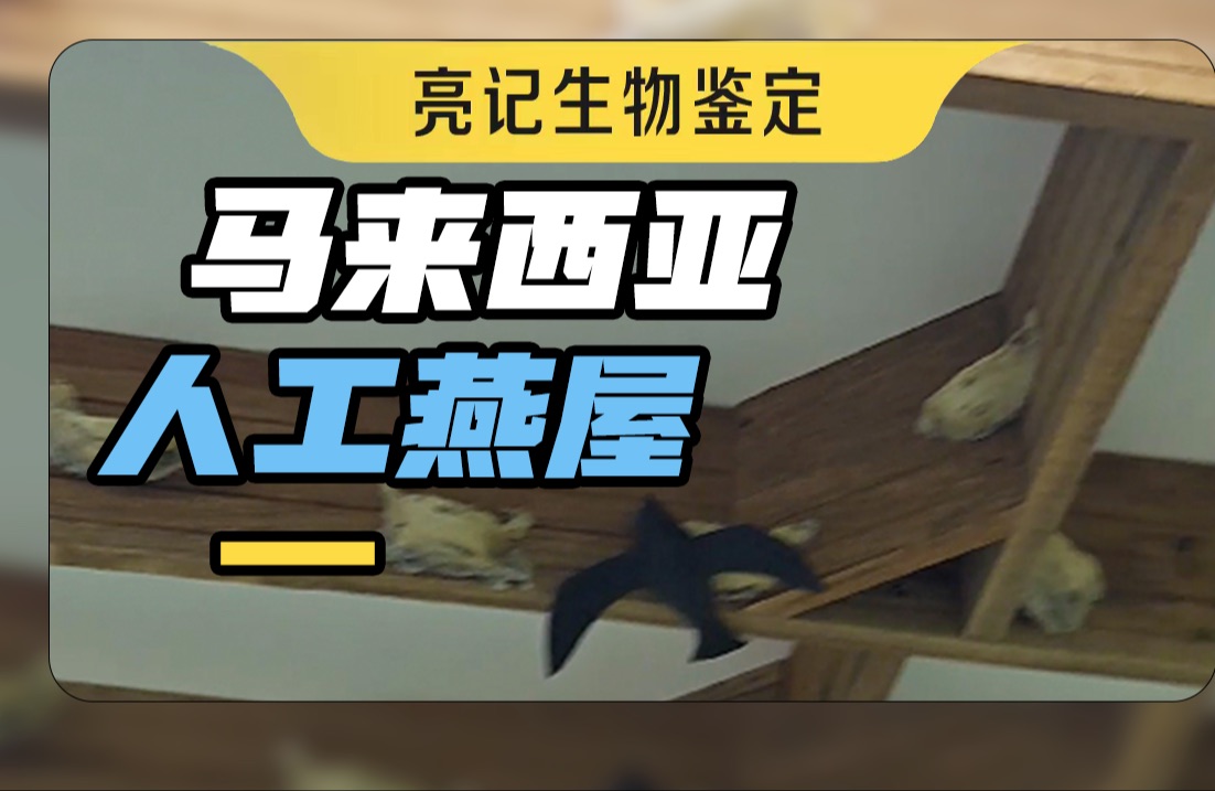 你吃到的燕窝，大部分都是这样的燕屋里出产的