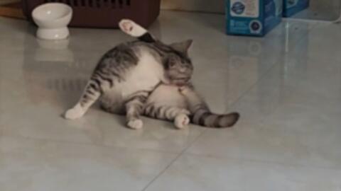 4年保証』 ドラ猫様♡ A&B テープ/マスキングテープ - www