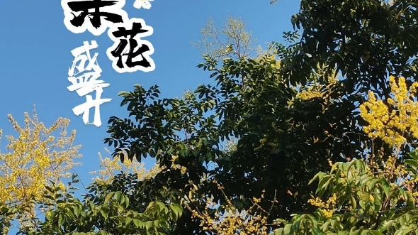 栾树,花可入药,可明目.《山海经.大荒南经》记载,“有雨云之山,有木名曰栾.禹攻云雨,有赤石焉,生栾,黄木、赤枝、青叶,群帝焉取药.”哔哩...