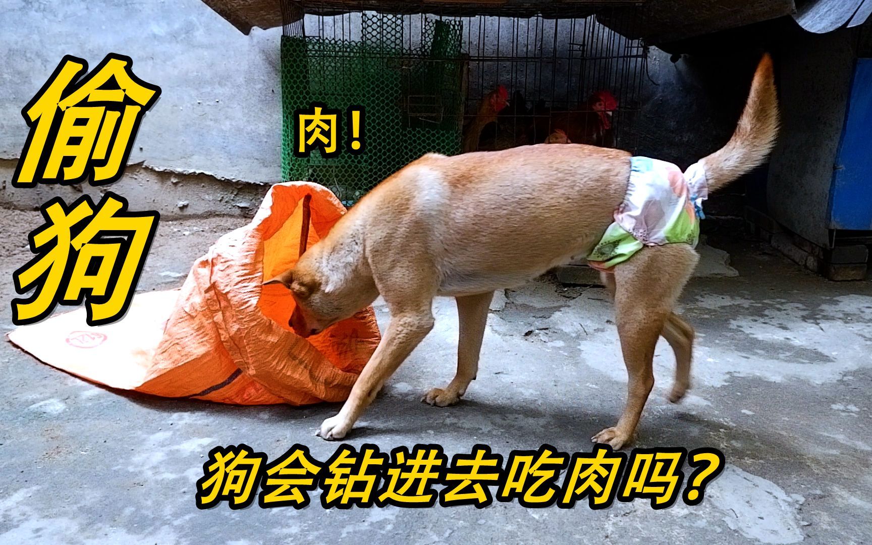 有偷狗贼突然来家里做陷阱偷狗,狗会不会被偷走?