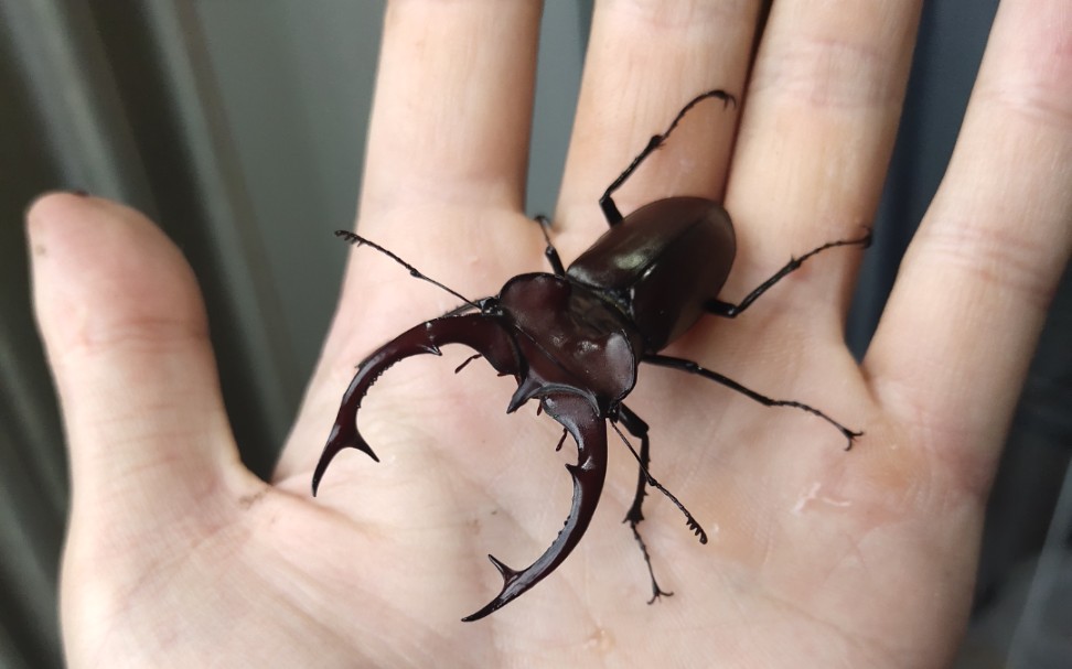 【红鹿深山开箱】超精致的小深山锹甲哟