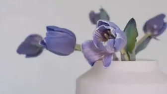 玫瑰冷染 植物染 鲜花染 哔哩哔哩 Bilibili