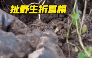 Tải video: 上山拔野生折耳根，扯也扯不断，理还有点乱