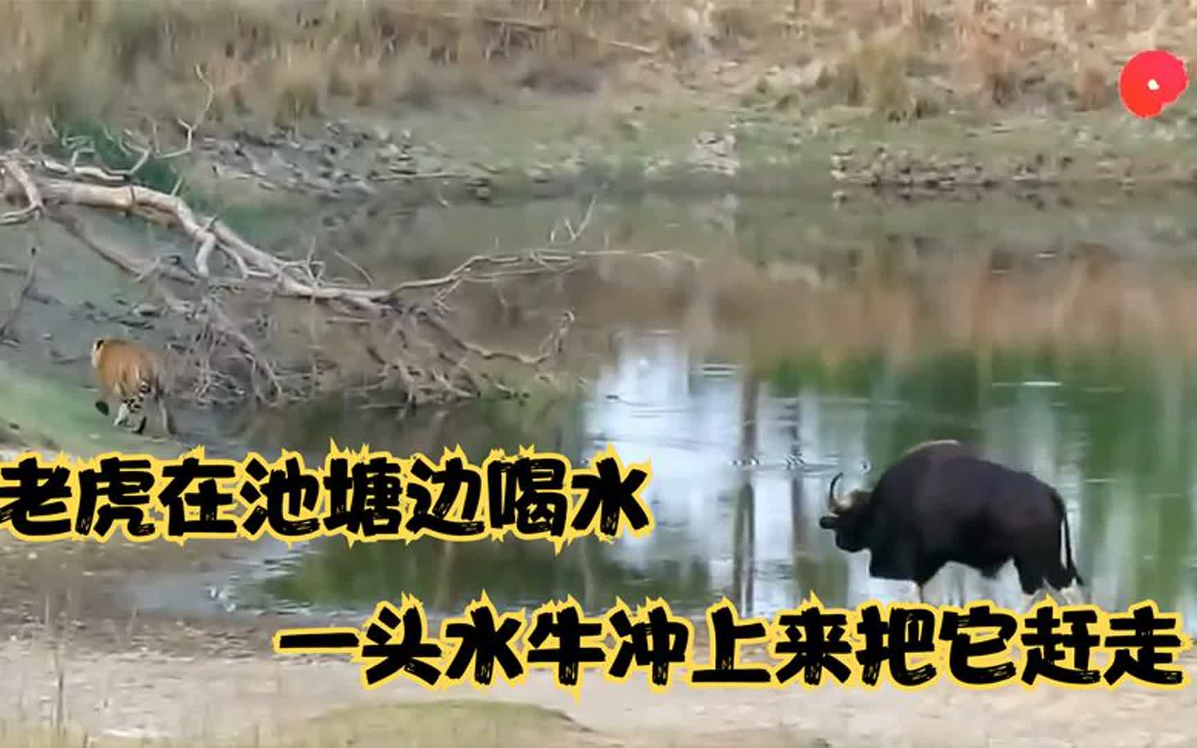 老虎被强壮的水牛在池塘边攻击,老虎连喝水都只能小心翼翼.